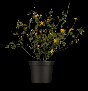 Kerria japonica