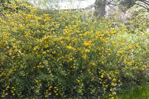 Kerria japonica - 1.5 Ltr pot - image 2