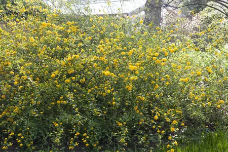 Kerria japonica - 2 Ltr pot - image 1