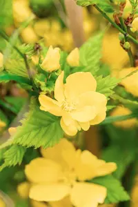 Kerria japonica 'Golden Guinea' - 60-80 CM C10 - image 3