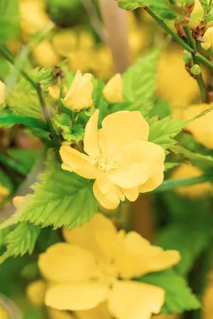 Kerria japonica 'Golden Guinea' - 40-50 CM C3 - image 3