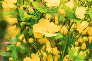 Kerria japonica 'Golden Guinea'