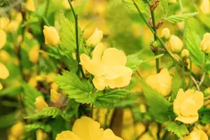 Kerria japonica 'Golden Guinea' - 30-40 CM C10 - image 2