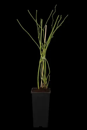 Kerria japonica 'Pleniflora' - 3 Ltr pot - image 1