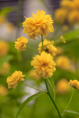 Kerria japonica 'Pleniflora' - 3 Ltr pot - image 3