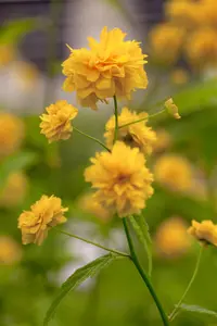 Kerria japonica 'Pleniflora' - 3 Ltr pot - image 3