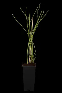 Kerria japonica 'Pleniflora'