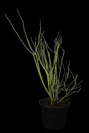 Kerria japonica 'Pleniflora' - 30-40 CM C2 - image 2