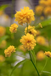 Kerria japonica 'Pleniflora' - 50-60 CM C6.5 - image 1