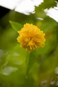 Kerria japonica 'Pleniflora' - 50-60 CM C6.5 - image 5