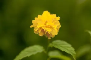 Kerria japonica 'Pleniflora' - 3 Ltr pot - image 4