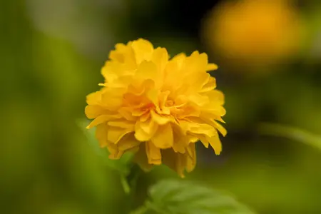 Kerria japonica 'Pleniflora' - 3 Ltr pot - image 5
