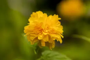 Kerria japonica 'Pleniflora' - 30-40 CM C3 - image 5