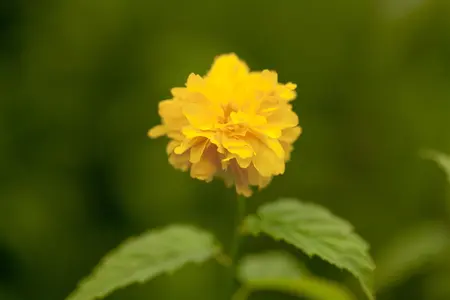 Kerria japonica 'Pleniflora' - 2 Ltr pot - image 4