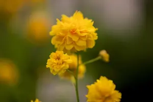 Kerria japonica 'Pleniflora' - 50-60 CM C6.5 - image 4