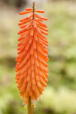 Kniphofia 'Alcazar' - 2 Ltr pot - image 1