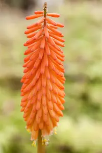 Kniphofia 'Alcazar' - 2 Ltr pot - image 1