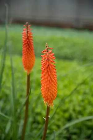 Kniphofia 'Alcazar' - 2 Ltr pot - image 2