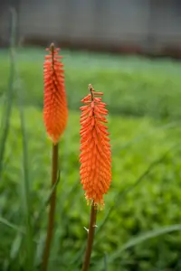 Kniphofia 'Alcazar' - 2 Ltr pot - image 2