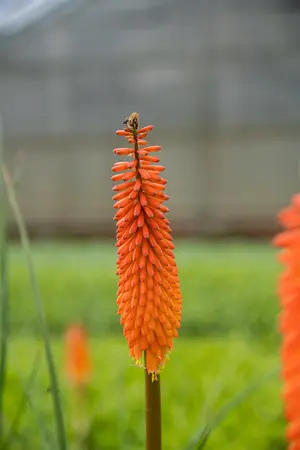 Kniphofia 'Alcazar' - 2 Ltr pot - image 5