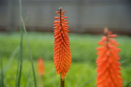 Kniphofia 'Alcazar' - 2 Ltr pot - image 3