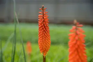 Kniphofia 'Alcazar' - 2 Ltr pot - image 3