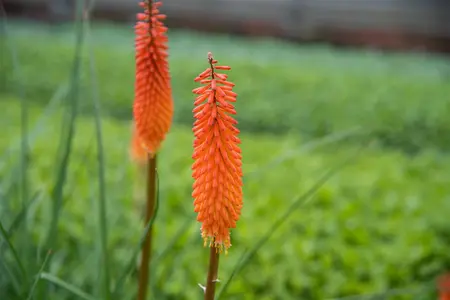 Kniphofia 'Alcazar' - 2 Ltr pot - image 4