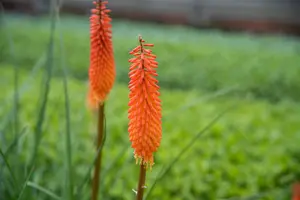 Kniphofia 'Alcazar' - 2 Ltr pot - image 4