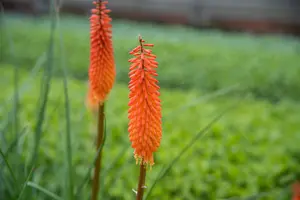 Kniphofia 'Amazing Fun' - P11 - image 4
