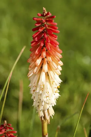 Kniphofia 'Flamenco' - P11
