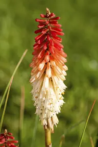 Kniphofia 'Flamenco'