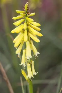 Kniphofia 'Lemon Popsicle'?