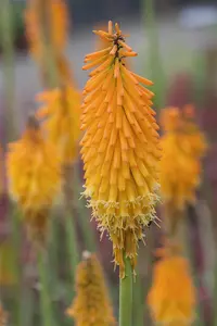 Kniphofia 'Mango Popsicle'
