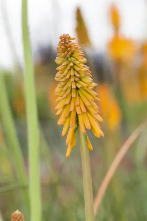 Kniphofia 'Mango Popsicle' - P9 - image 2