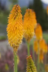 Kniphofia 'Mango Popsicle' - P9 - image 3