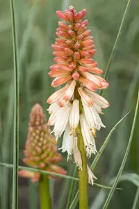 Kniphofia 'Orange Vanilla Popsicle'?     