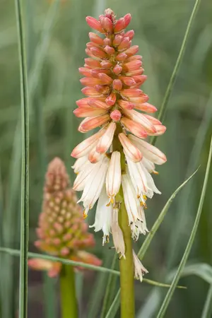 Kniphofia 'Orange Vanilla Popsicle'?      - P9