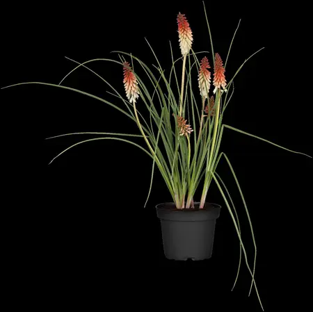 Kniphofia 'Papaya Popsicle' - 2 Ltr pot - image 2