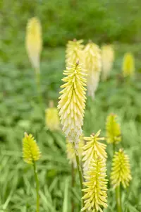 Kniphofia 'Pineapple Popsicle' - P9 - image 2