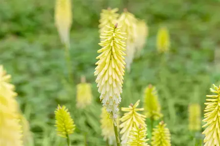 Kniphofia 'Pineapple Popsicle' - P9 - image 1