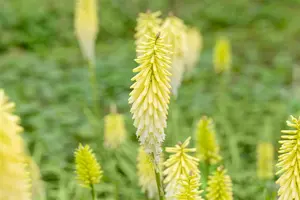 Kniphofia 'Pineapple Popsicle'