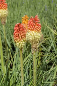 Kniphofia 'Royal Castle'
