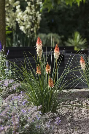 Kniphofia uvaria - P9 - image 1