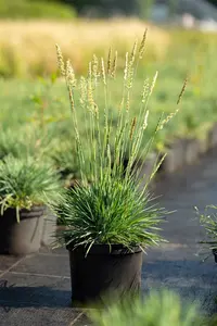 Koeleria glauca - P9 - image 5