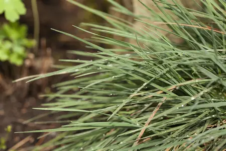Koeleria glauca - P9 - image 1