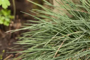 Koeleria glauca - P9 - image 5