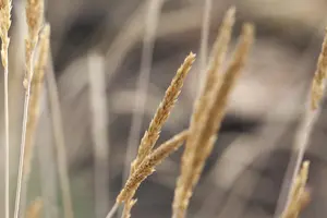 Koeleria glauca - P9 - image 2