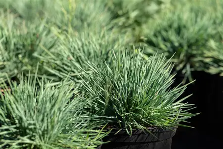 Koeleria glauca - P9 - image 4