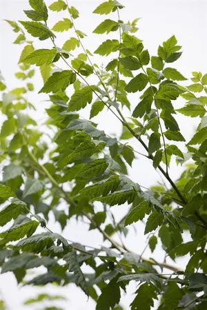 Koelreuteria paniculata - 150-175 CM C35 - image 3
