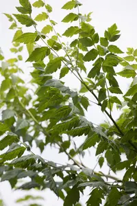 Koelreuteria paniculata - 150-175 CM C35 - image 3